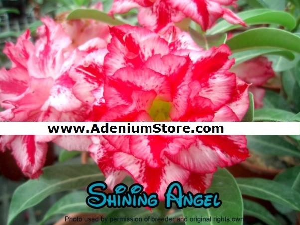 (image for) Adenium Seeds \'Shining Angel\' 5 Seeds